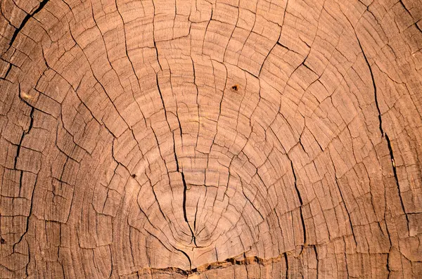 Struttura della superficie del legno — Foto Stock