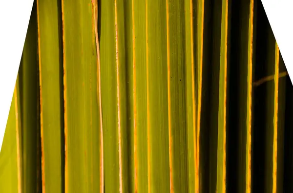 Textura de folha de palma verde — Fotografia de Stock