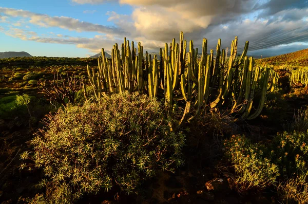 Calm Cactus Desert Sunset — Stock Photo, Image