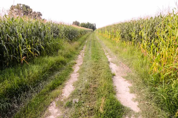 Campagna Strada sporca — Foto Stock