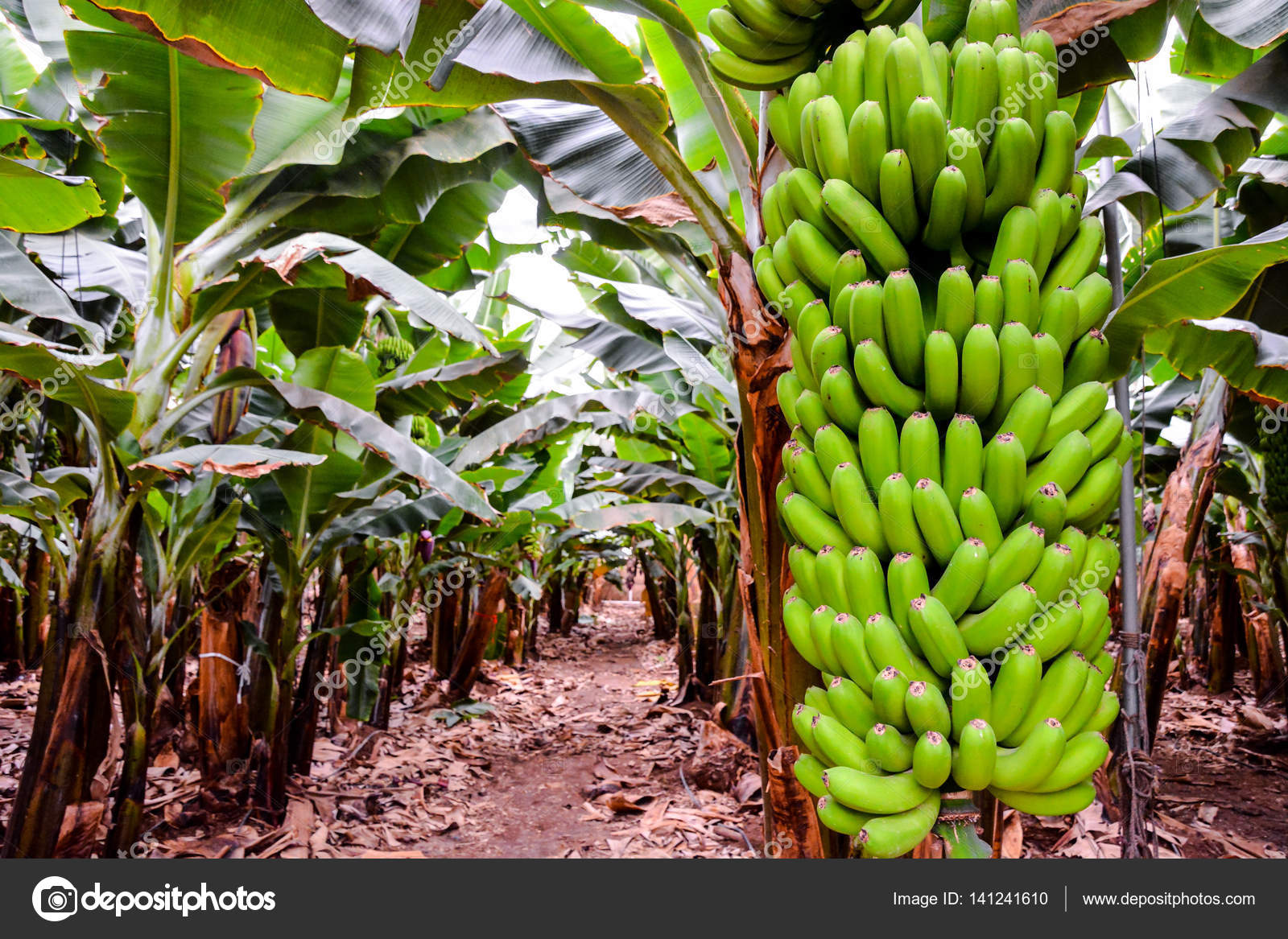 Green Bananas Hanging on Banana Tree Stock Photo by ©underworld1 141241610