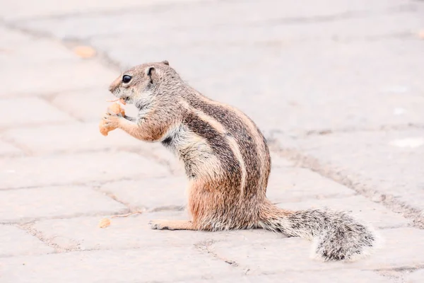 Ground Squirrel Atlantoxerus Getulus — Stock Photo, Image