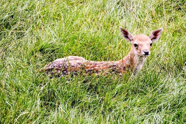 Cute spotted fallow — Stock Photo, Image