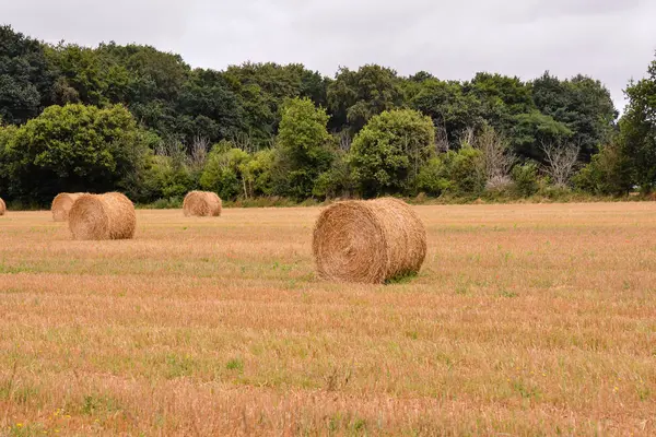 Campagne naturelle européenne — Photo