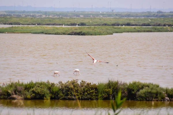 Landschaft des Podeltas — Stockfoto