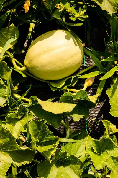 Fábrica de melão em uma horta — Fotografia de Stock