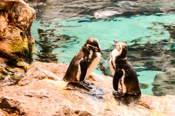 Foto obraz divokých Penguin ptáků hraje — Stock fotografie