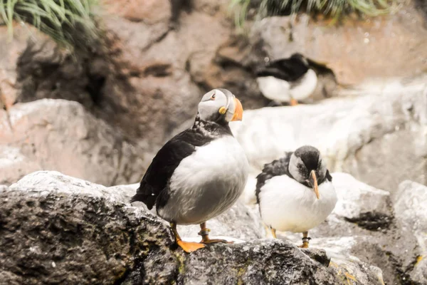 Fotoğraf resim vahşi penguen hayvan kuş oynarken — Stok fotoğraf