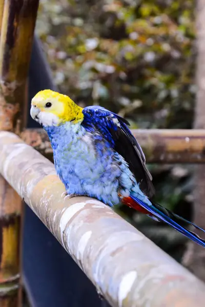 Burung beo tropis berwarna — Stok Foto