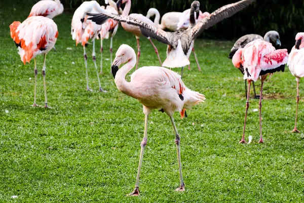 Pink Animal Bird Wild Flamingo — Stock Photo, Image