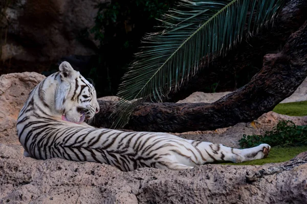 Zeldzame wit gestreept wilde tijger — Stockfoto