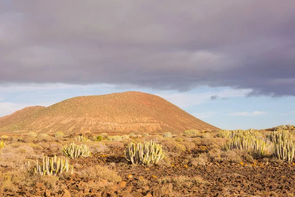 Tenerife Canary岛的仙人掌沙漠落日 — 图库照片