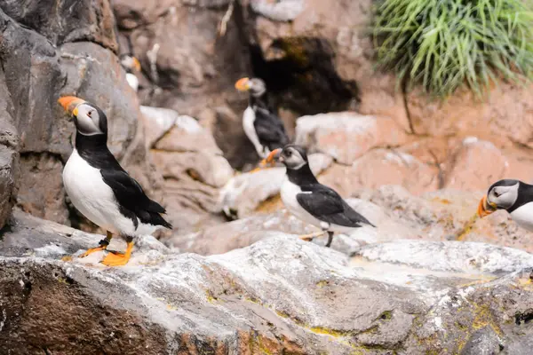 Фото игры диких птиц-пингвинов — стоковое фото