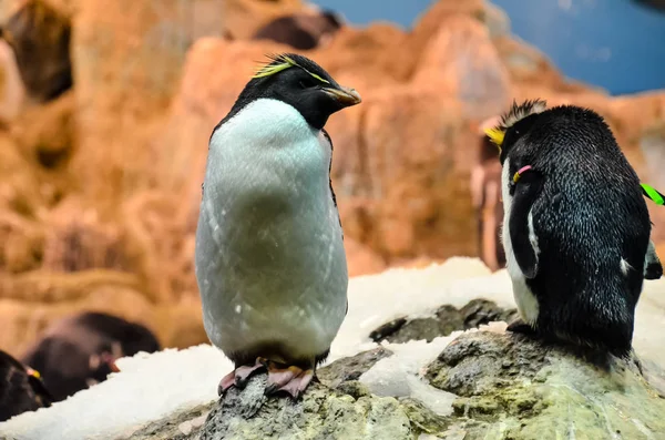 Svarta och vita pingvin — Stockfoto