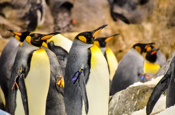 Pingüino blanco y negro —  Fotos de Stock