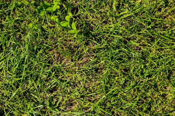 Grön gräs mönster struktur — Stockfoto