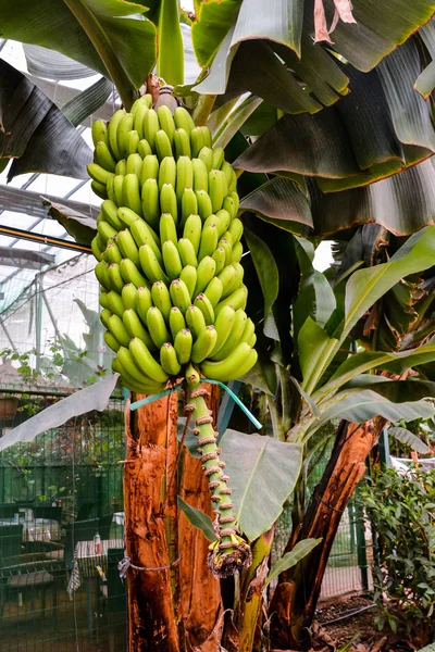 Plátanos verdes colgando del árbol de plátano —  Fotos de Stock