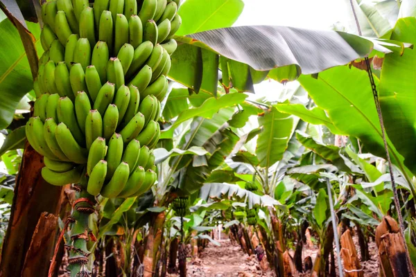 Green Bananas Hanging on Banana Tree — Stock Photo, Image