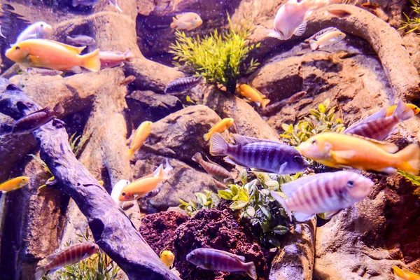 Acquário cheio de belos peixes tropicais — Fotografia de Stock