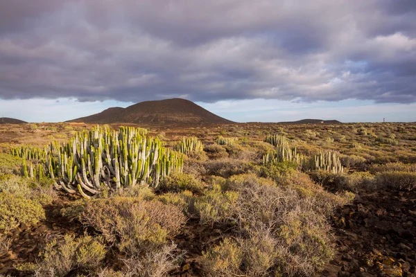 Tenerife Kanarya Adası 'nda Kaktüs Çöl Günbatımı — Stok fotoğraf