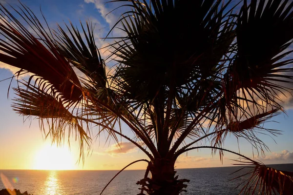 Силуэт пальмы — стоковое фото
