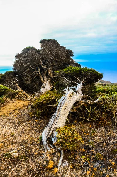 Gnarled genévrier en forme par le vent — Photo