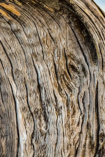 Kufr textury pokroucený jalovcový strom — Stock fotografie