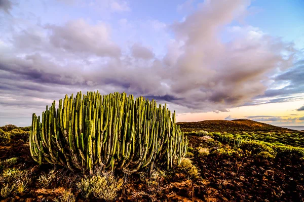 穏やかなサボテン砂漠の夕日 — ストック写真