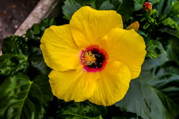 Floraison Fleur de couleur fraîche — Photo
