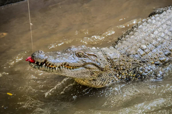 Adult Dangerous Crocodile — Stock Photo, Image