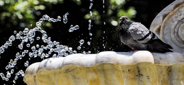 Water splashing out of a Marble Fountain — Stock Photo, Image