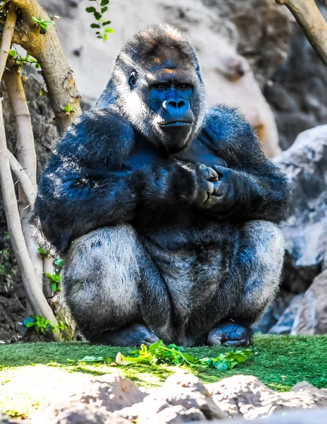 Strong Adult Black Gorilla — Stock Photo, Image