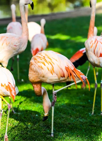 Rosafarbener Flamingo — Stockfoto