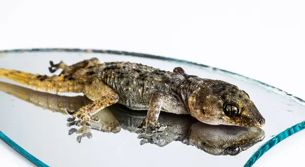 Un petit lézard et miroir Gecko — Photo