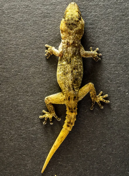 Lézard gris Gecko — Photo