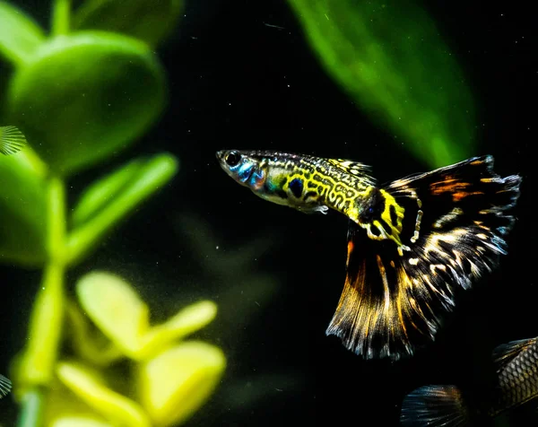 Guppy çok renkli balık — Stok fotoğraf