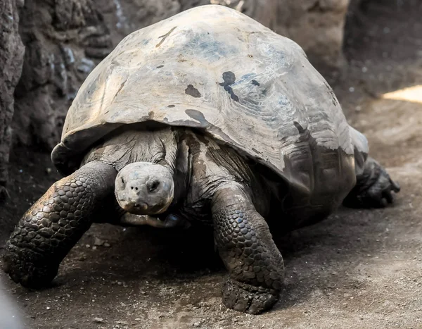 Big Galapagos Turtle — Stock Photo, Image