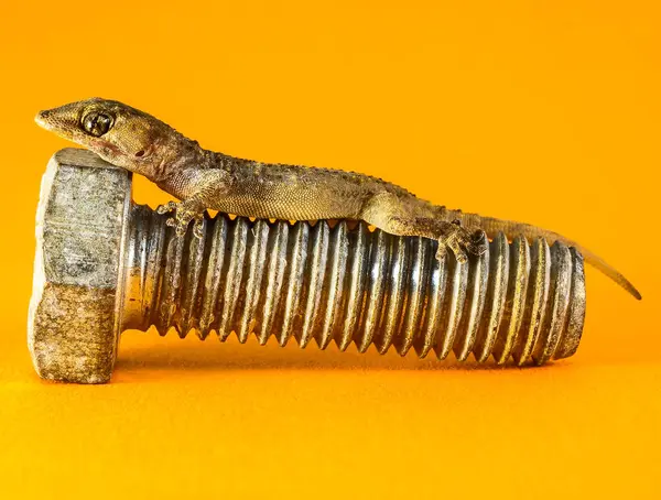 Lagarto Gecko y tornillo — Foto de Stock