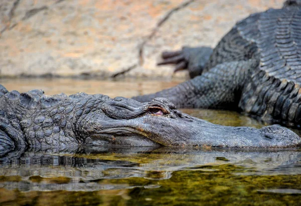 Amphibian Prehistoric Crocodile — Stock Photo, Image