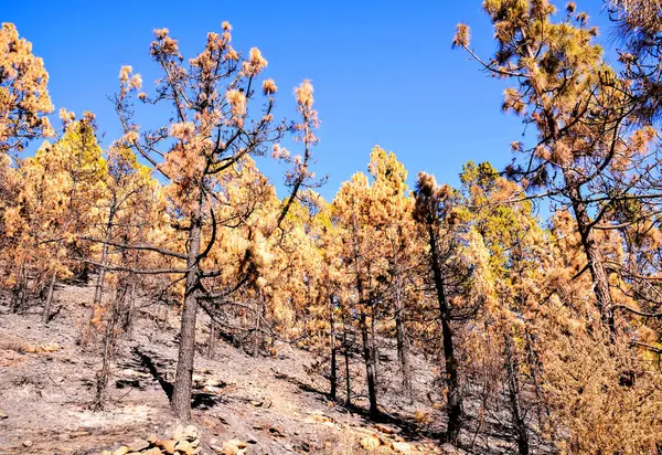 Efectos del fuego en un bosque — Foto de Stock