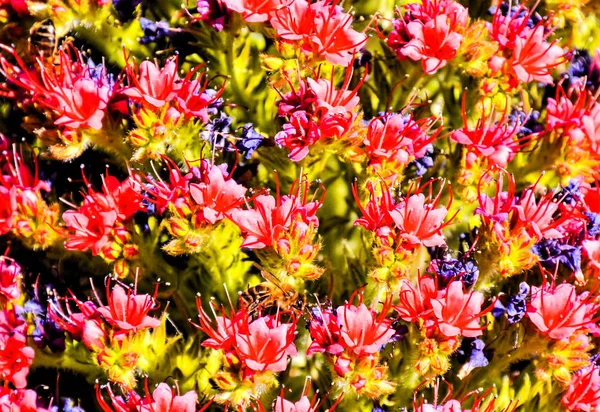 Tajinaste Blume der Insel Teneriffa — Stockfoto