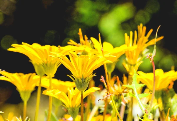 咲く花の背景 — ストック写真