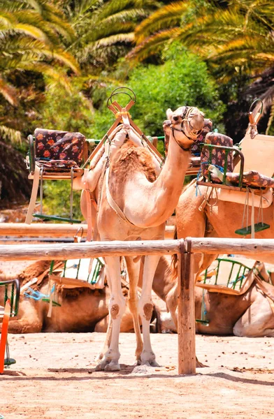 Camel in the Desert — Stock Photo, Image