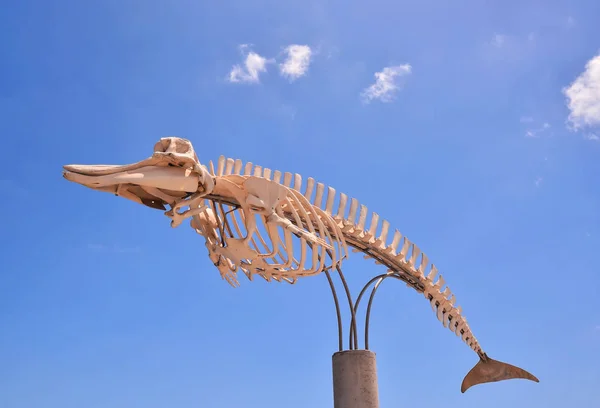 Walvis zoogdier skelet — Stockfoto