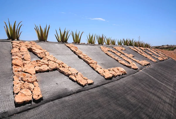 Aloe vera rostlina — Stock fotografie