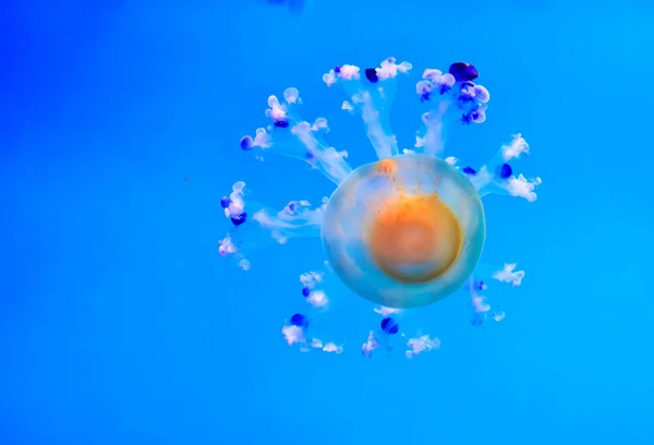 Denizanası tehlikeli zehirli Medusa — Stok fotoğraf