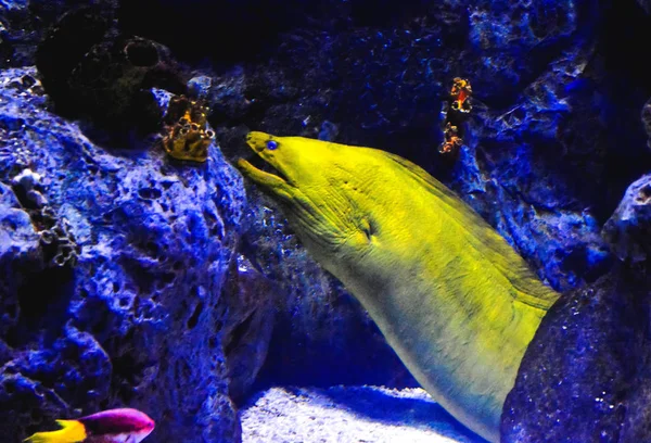 Acquário cheio de belos peixes tropicais — Fotografia de Stock