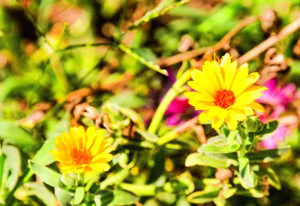 咲く花の背景 — ストック写真