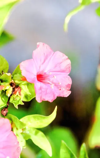 Blooming Flower Background — Stock Photo, Image