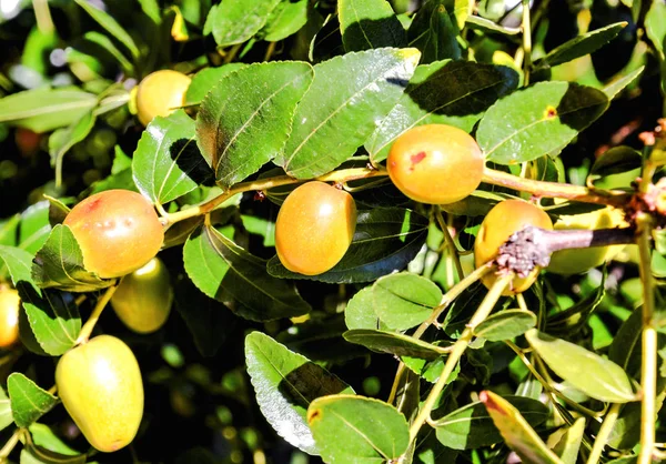 Frukt och bär, Zizyphus jujujuba — Stockfoto